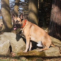 Obojek pro psy - Big dog